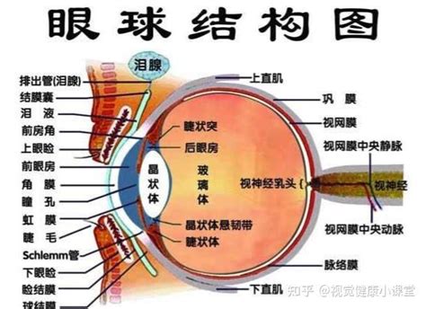 眼角位置|爱眼护眼：眼睛结构示意图+构造详解